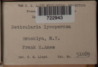 Reticularia lycoperdon image